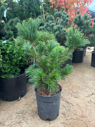Pinus parviflora ‘Goldilocks’