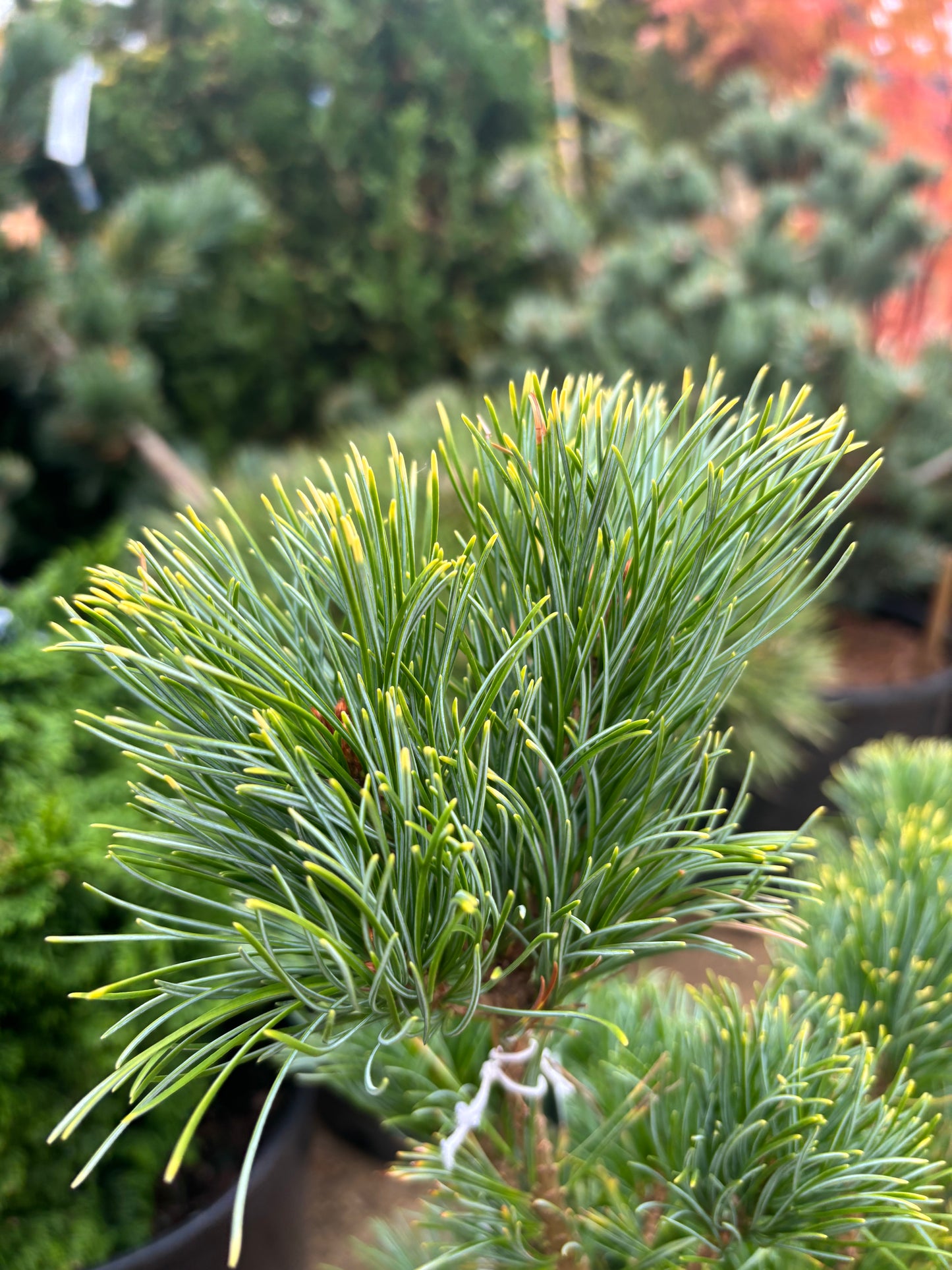 Pinus parviflora ‘Goldilocks’