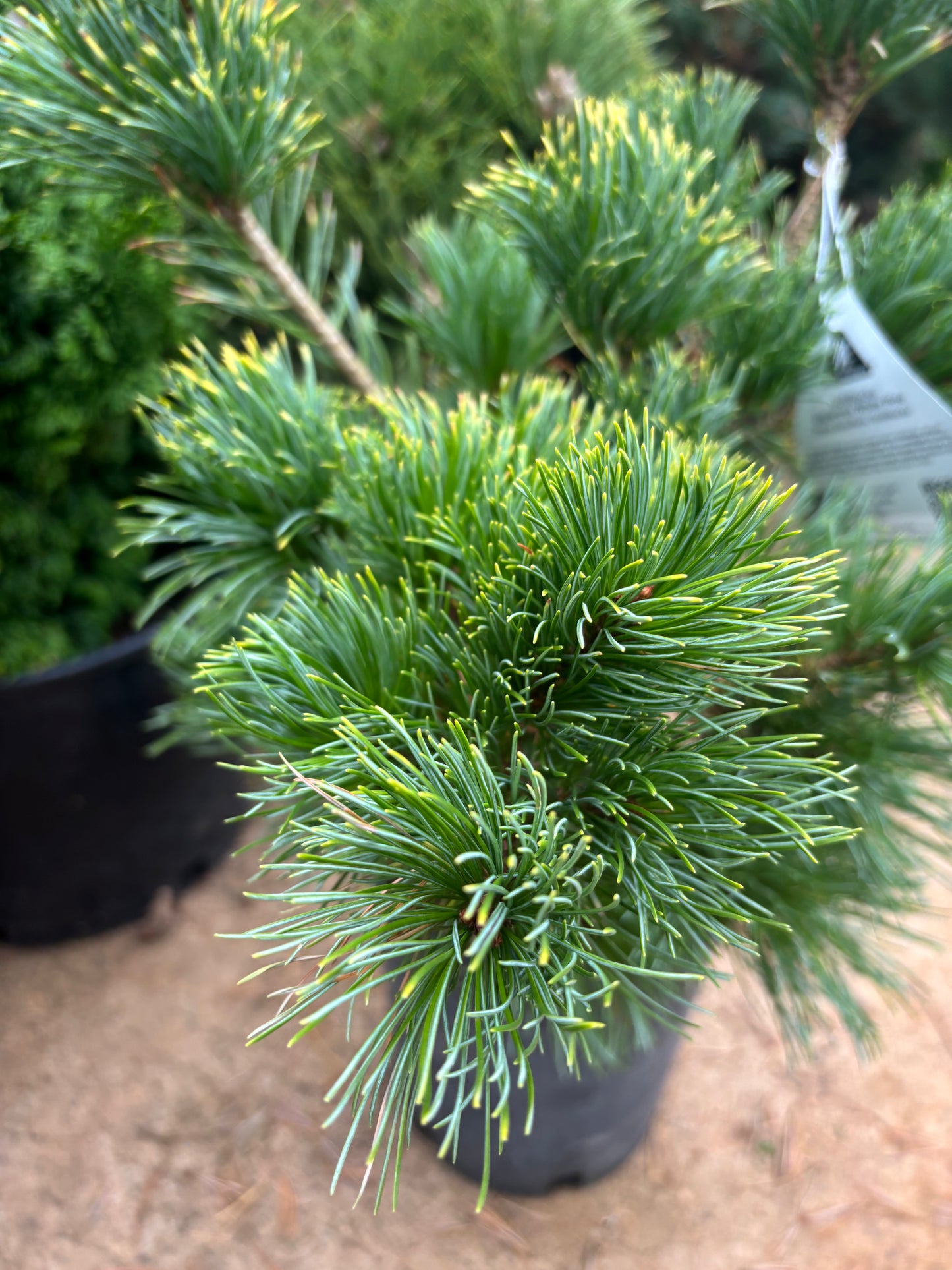 Pinus parviflora ‘Goldilocks’