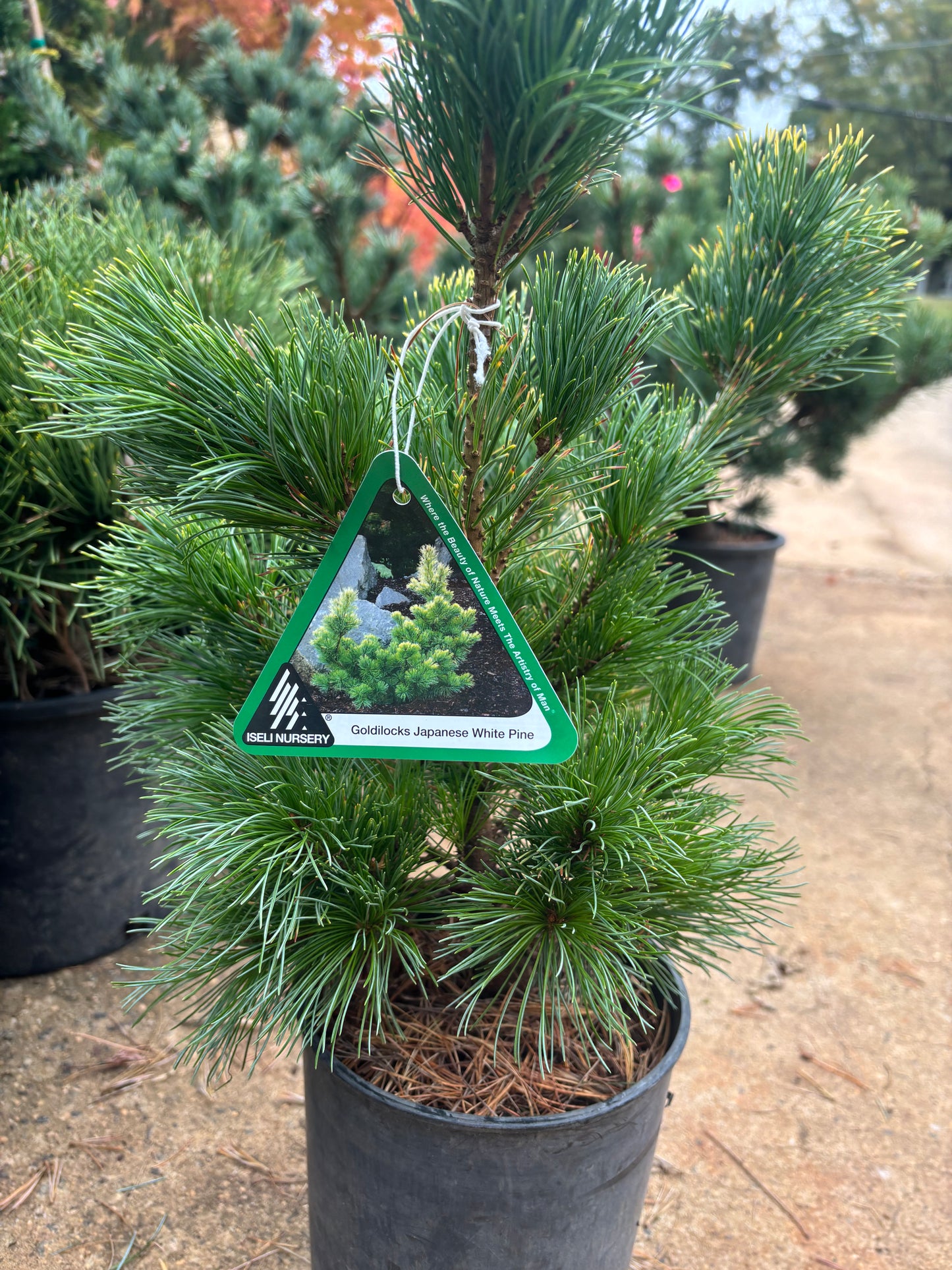 Pinus parviflora ‘Goldilocks’