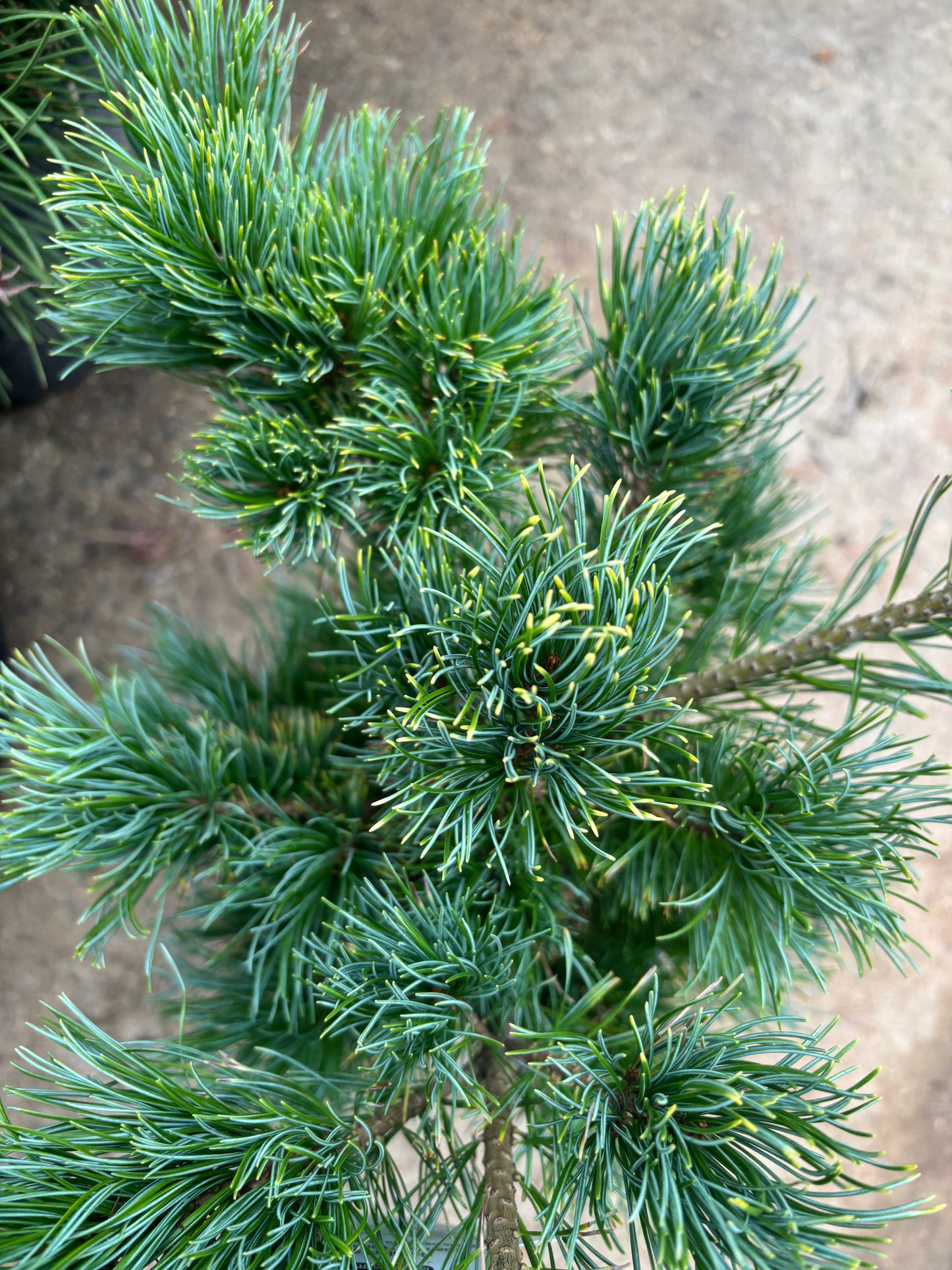 Pinus parviflora ‘Goldilocks’
