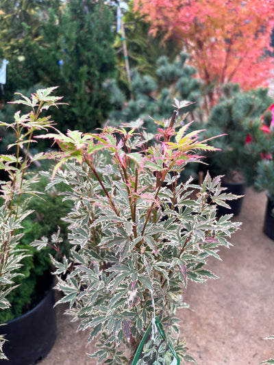 Acer palmatum 'Butterfly'