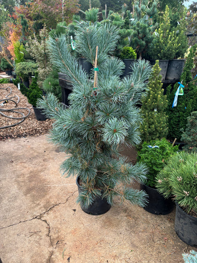 Pinus parviflora ‘Blauer Engel’
