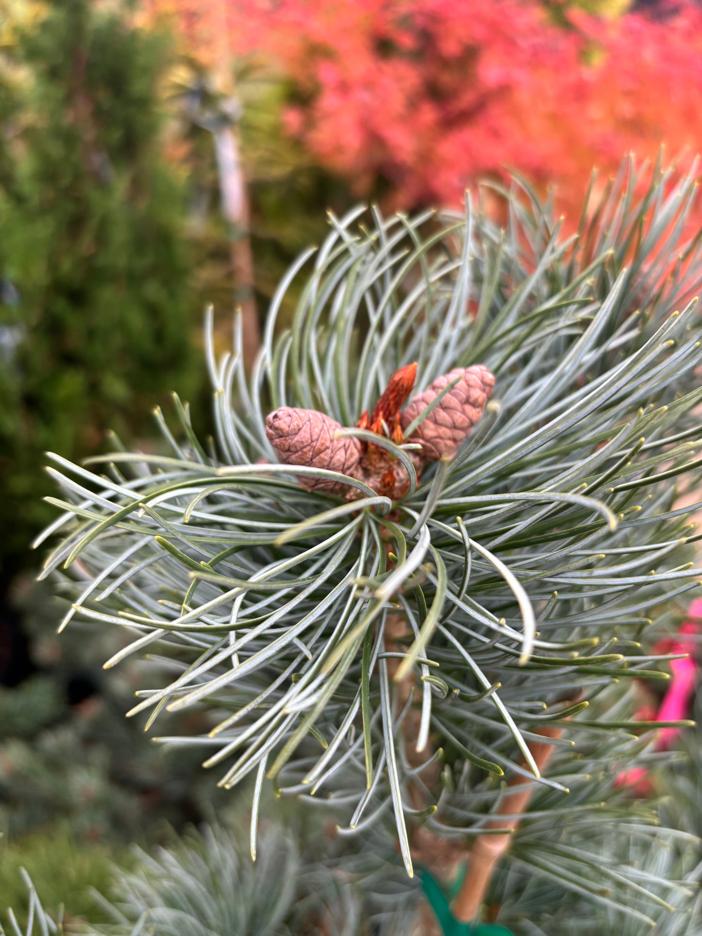 Pinus parviflora ‘Blauer Engel’