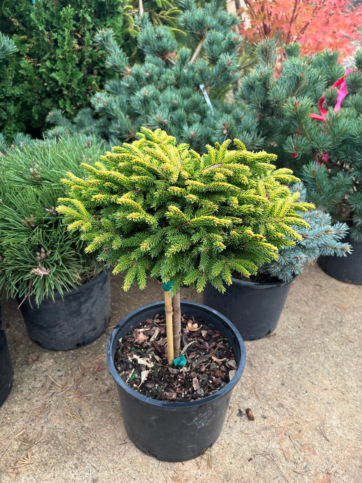Picea orientalis ‘Tom Thumb’