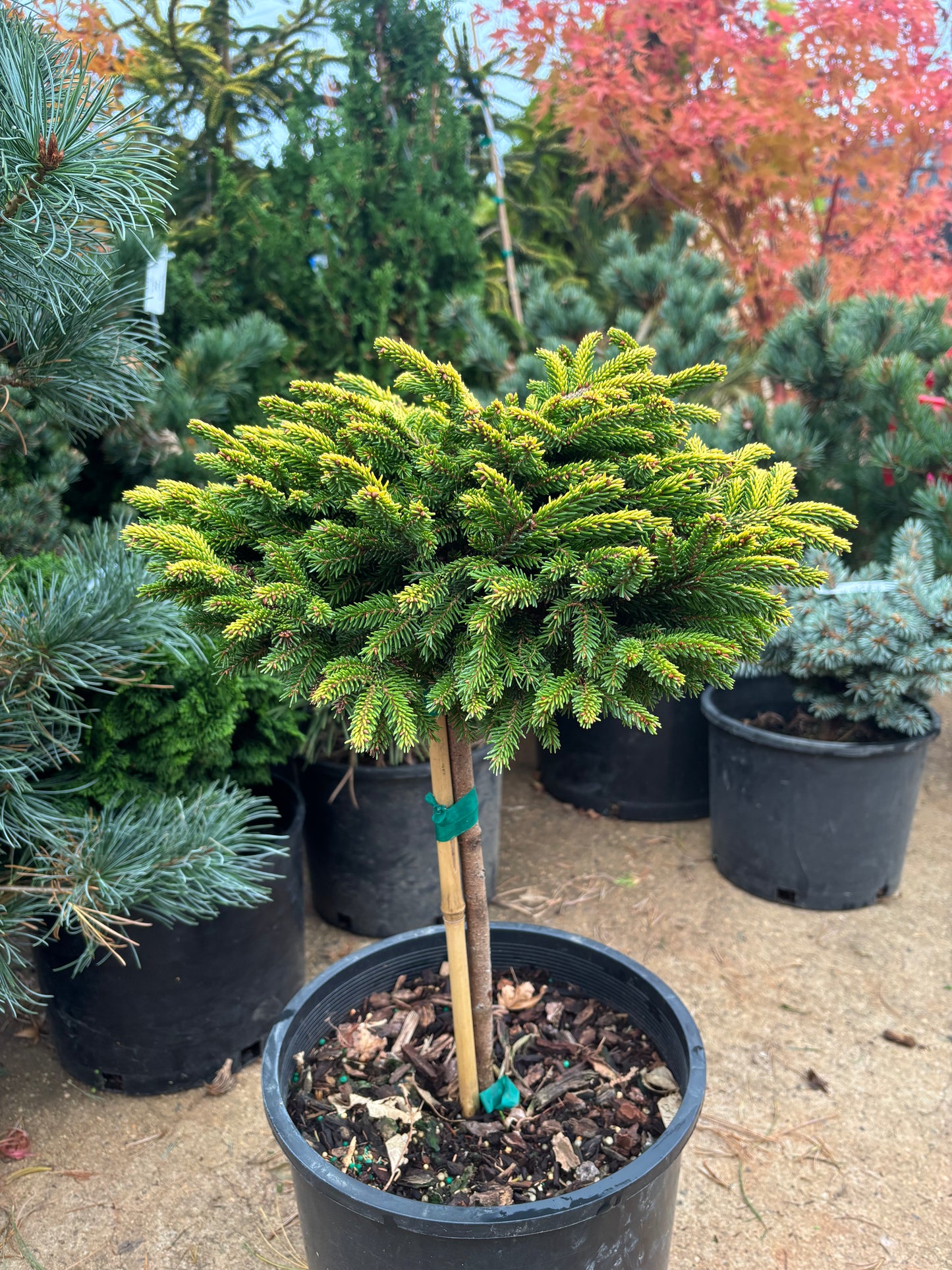 Picea orientalis ‘Tom Thumb’