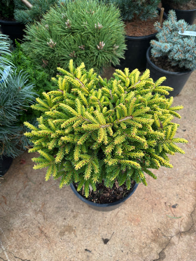 Picea orientalis ‘Tom Thumb’