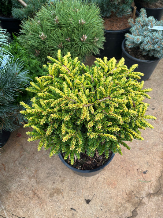 Picea orientalis ‘Tom Thumb’