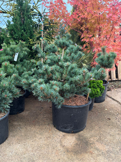 Pinus parviflora ‘Kinpo’