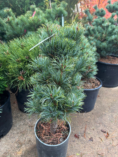 Pinus parviflora ‘Bergman’