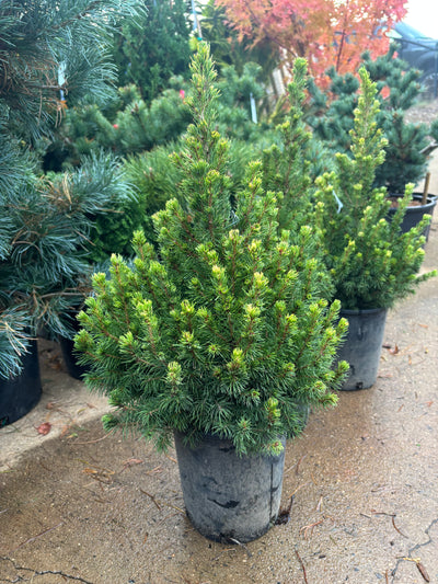 Picea glauca ‘Rainbow’s End’ Spruce