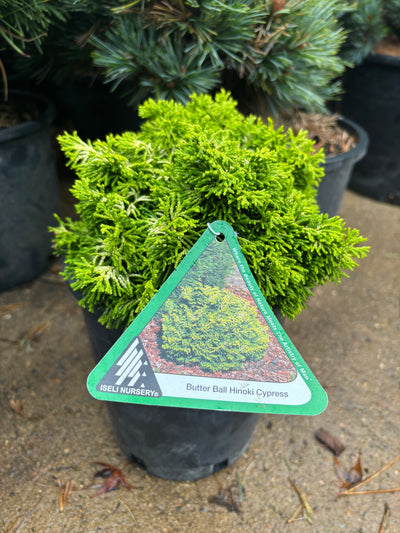 Chamaecyparis obtusa ‘Butterball’ Hinoki Cypress