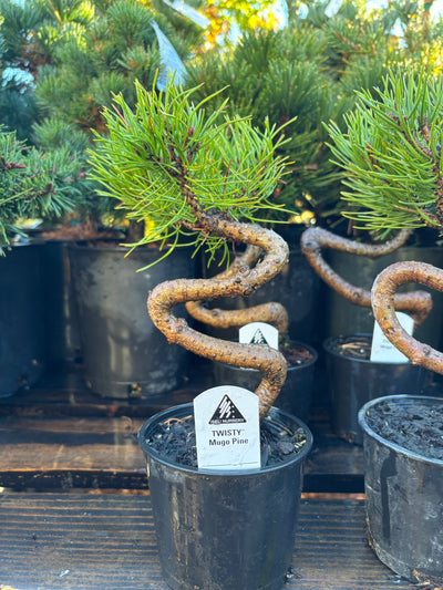 TWISTY mugo pine