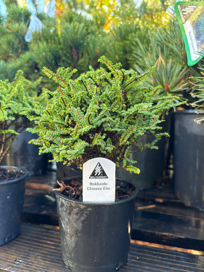Hokkaido Chinese elm pre bonsai