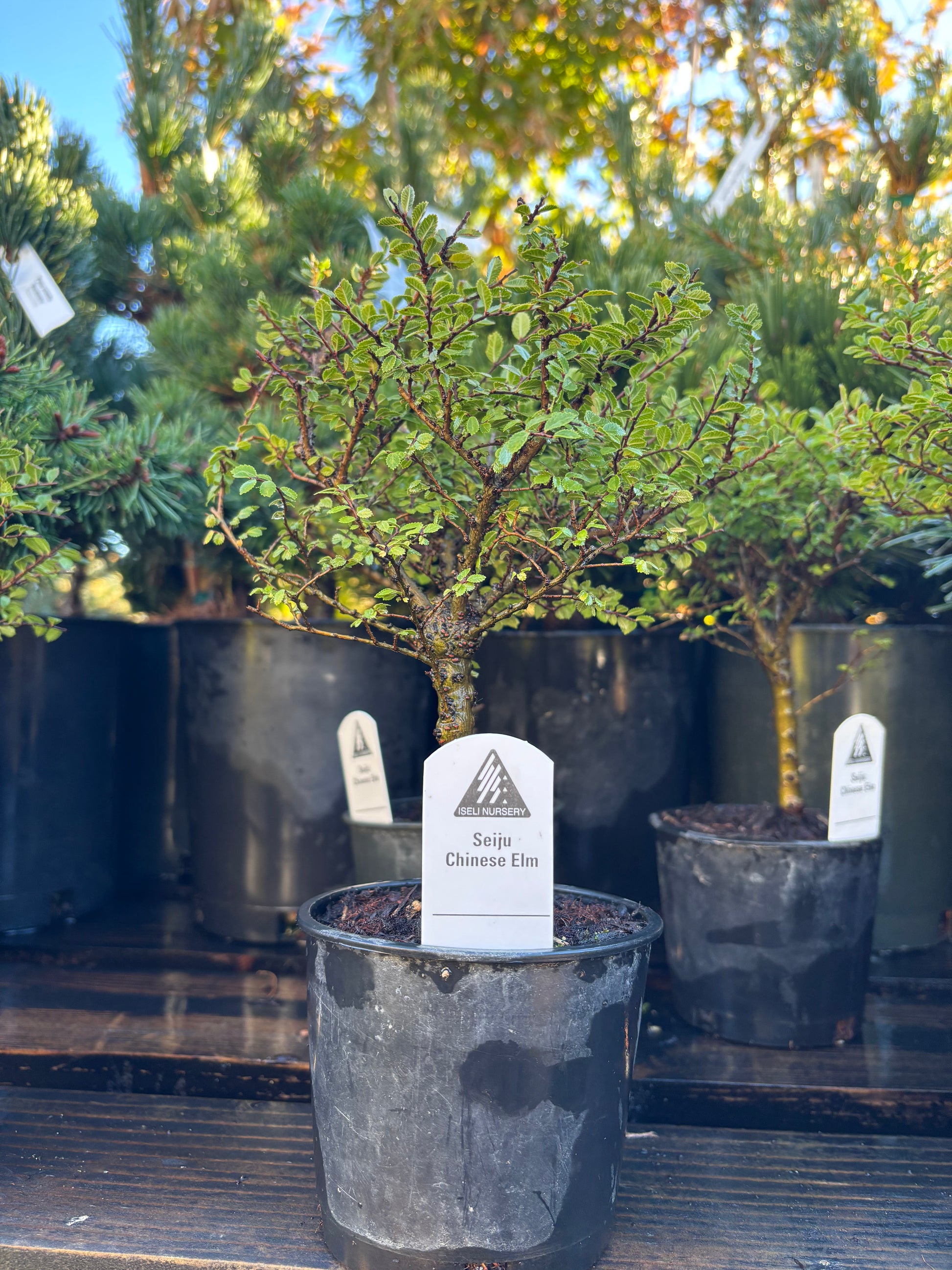 buy pre bonsai trees Seiju' Chinese Elm Pre Bonsai – Carolina Conifers Nursery & Landscape