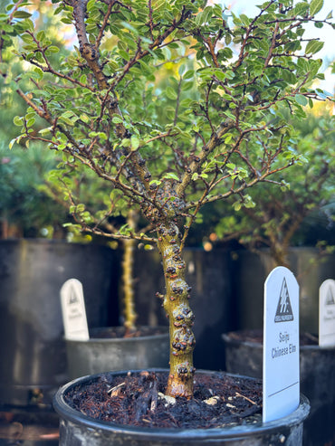 ‘Seiju’ Chinese Elm Pre Bonsai