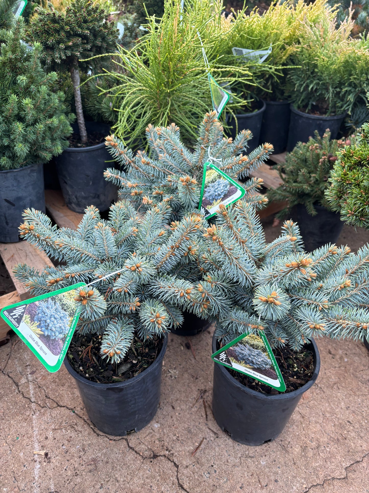 Picea pungens ‘Globosa’ Dwarf Globe Blue Spruce