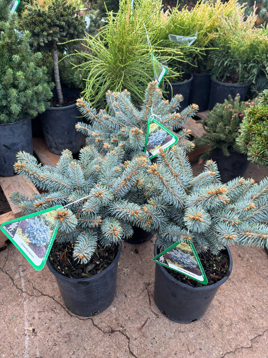 Picea pungens ‘Globosa’ Dwarf Globe Blue Spruce