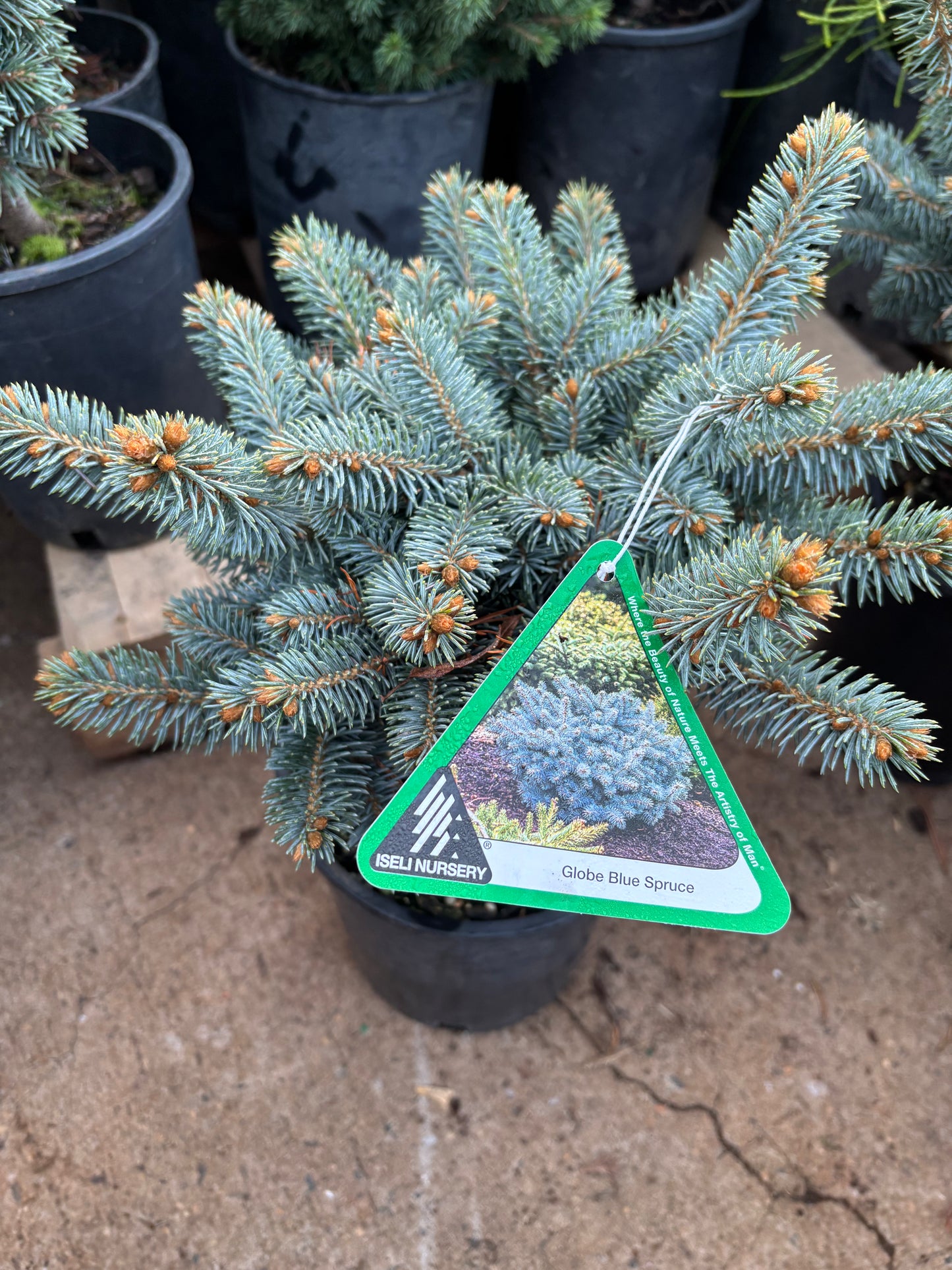Picea pungens ‘Globosa’ Dwarf Globe Blue Spruce