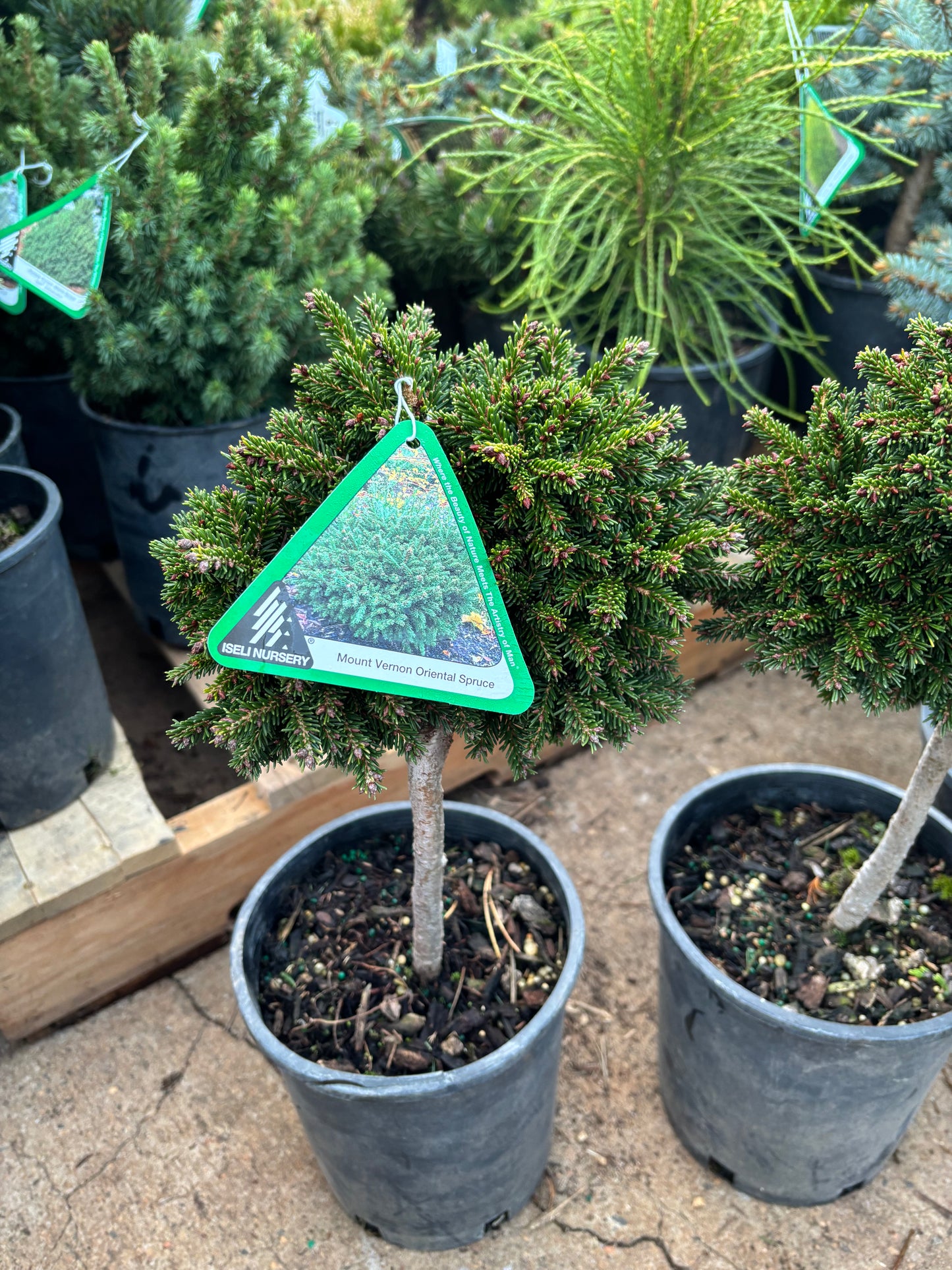 Picea orientalis ‘Mount Vernon’