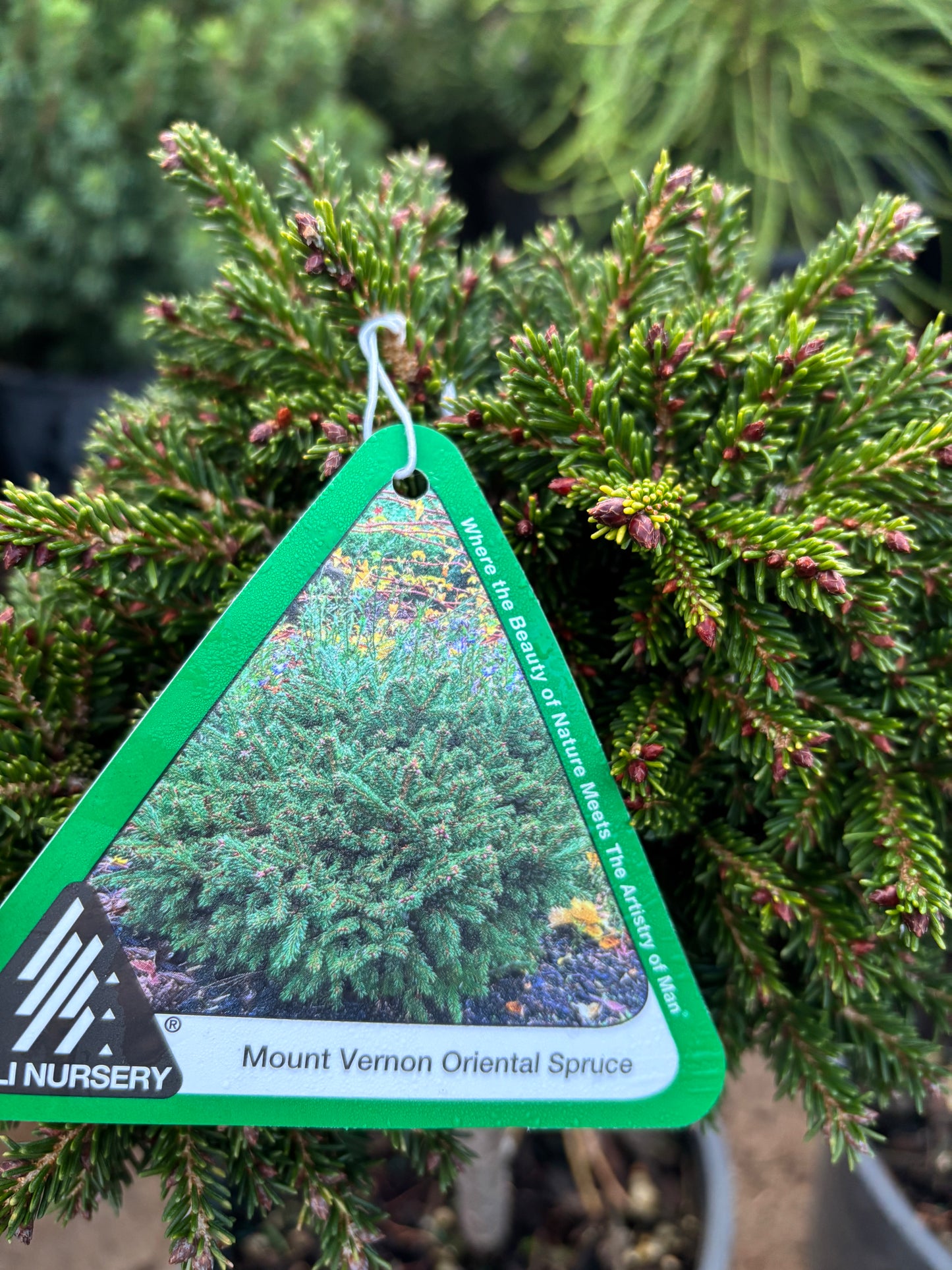 Picea orientalis ‘Mount Vernon’