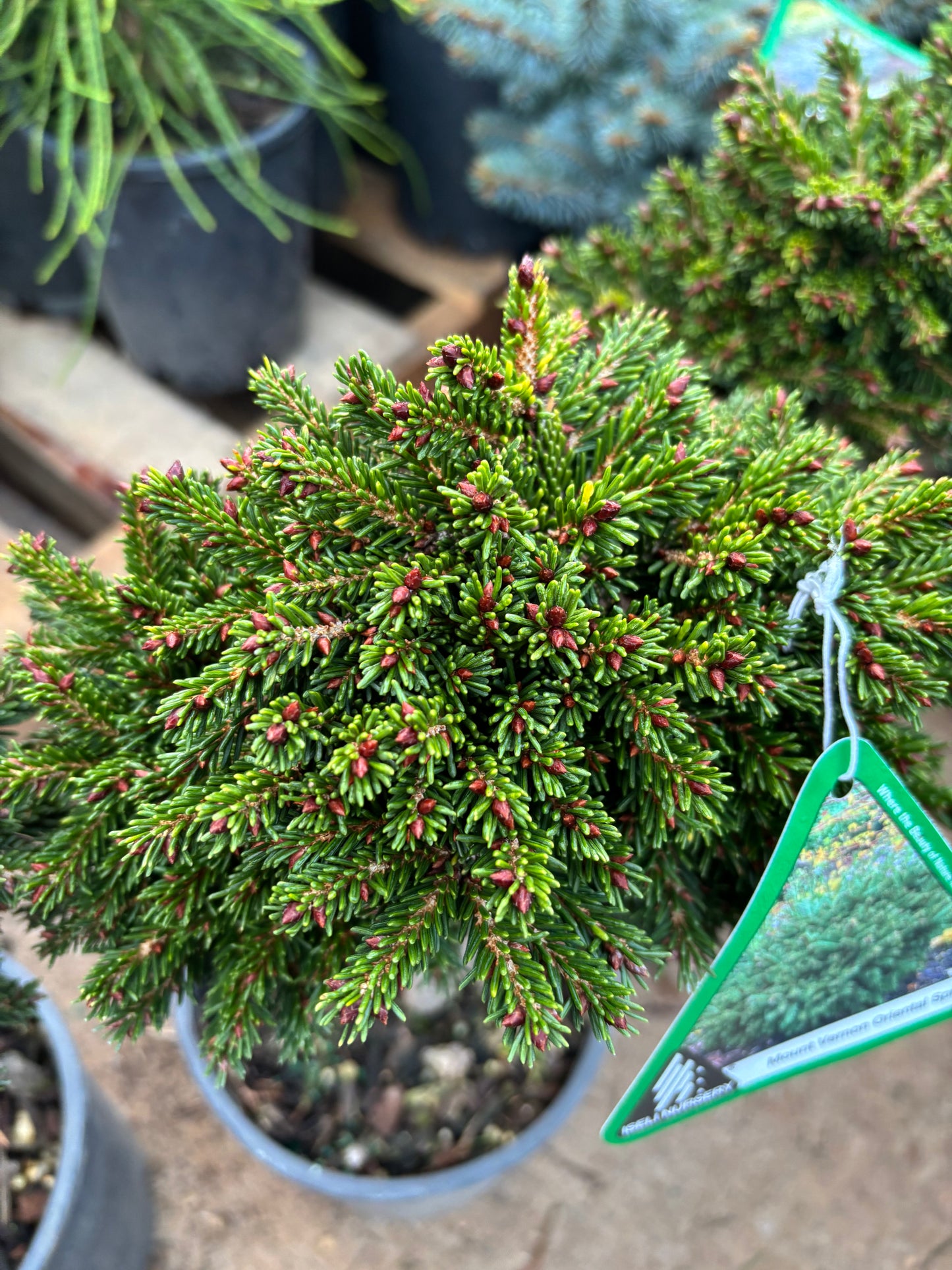 Picea orientalis ‘Mount Vernon’