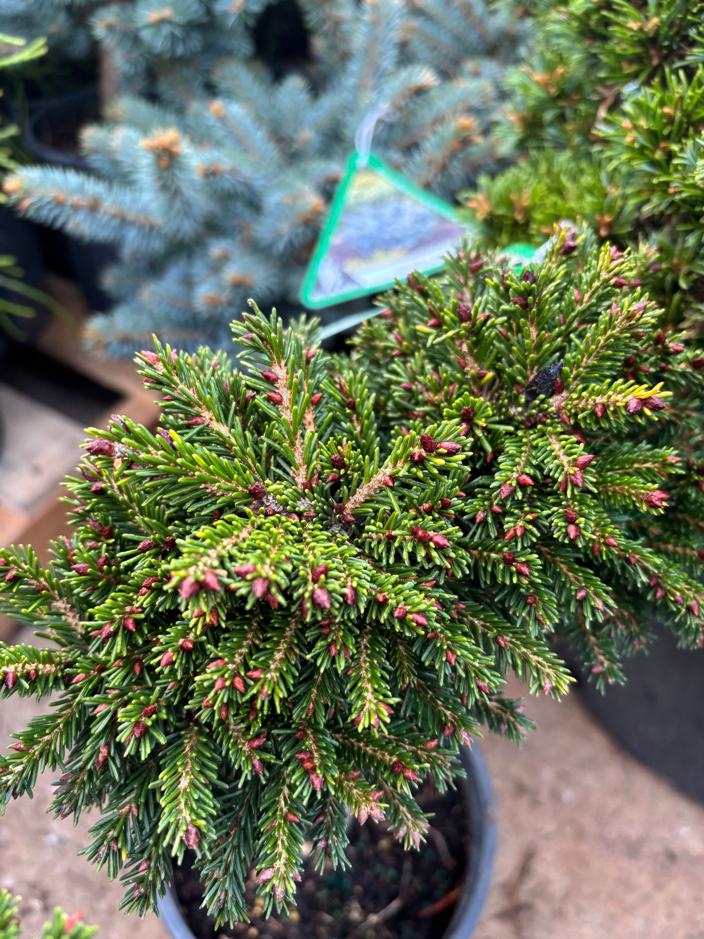 Picea orientalis ‘Mount Vernon’