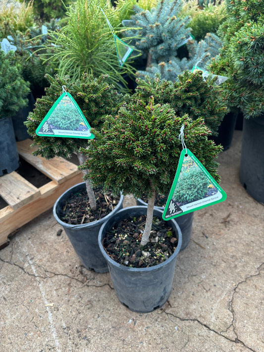Picea orientalis ‘Mount Vernon’
