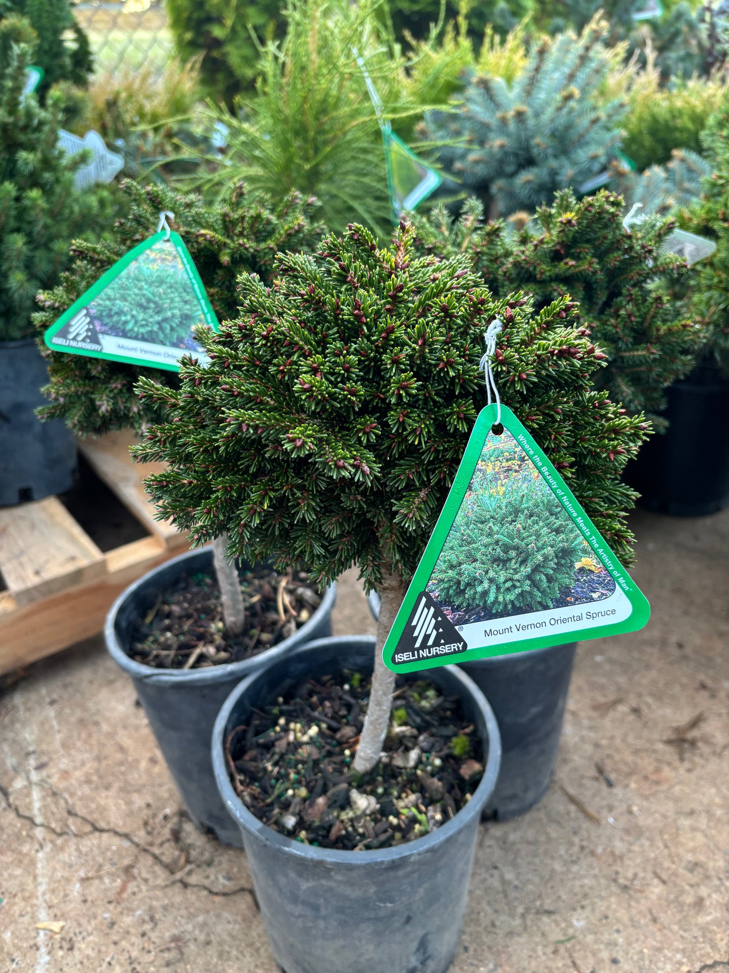 Picea orientalis ‘Mount Vernon’