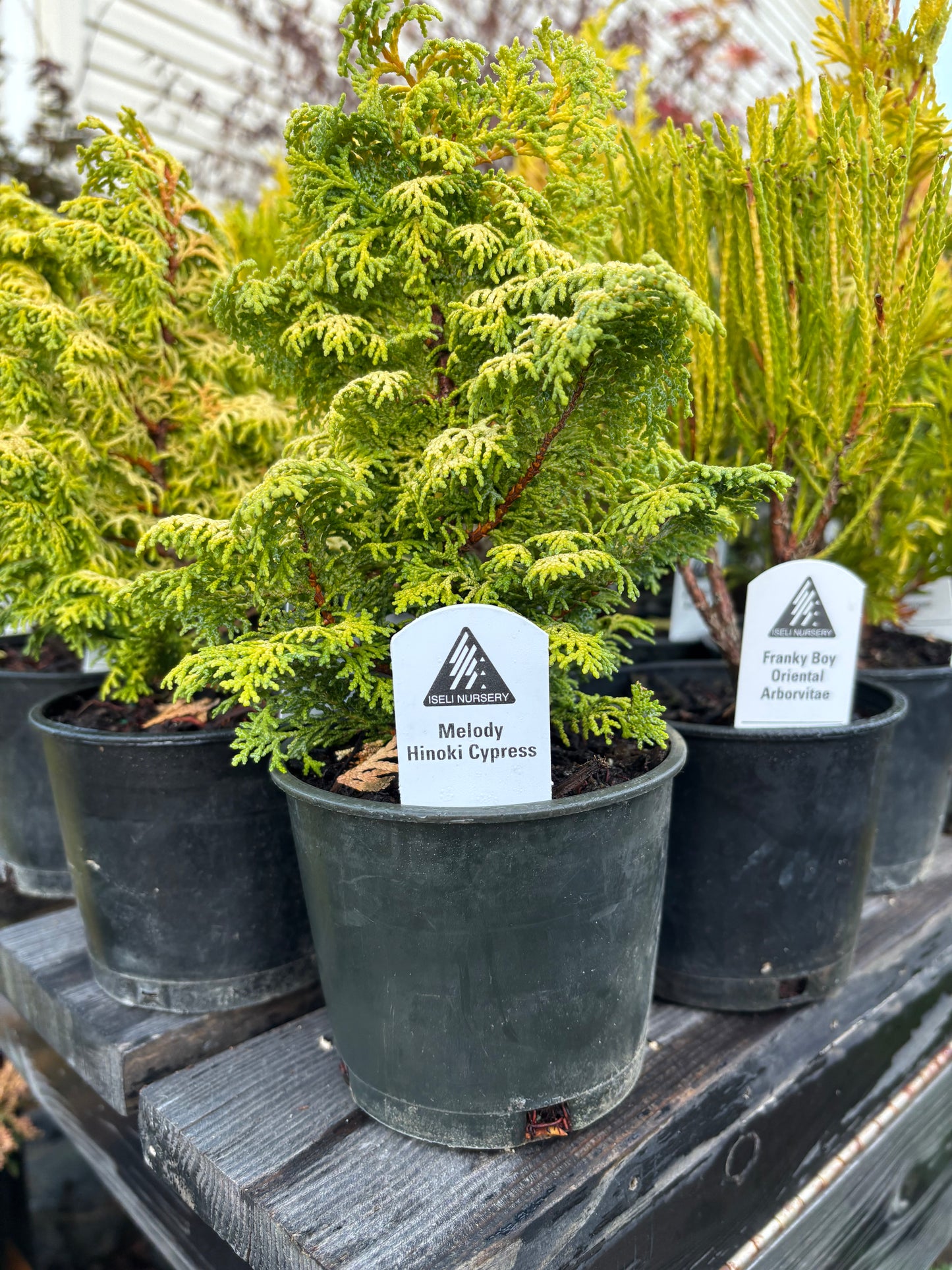 ‘Melody’ Hinoki Cypress (Chamaecyparis obtusa)