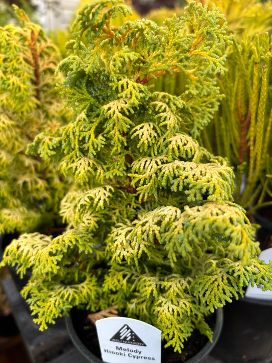 ‘Melody’ Hinoki Cypress (Chamaecyparis obtusa)