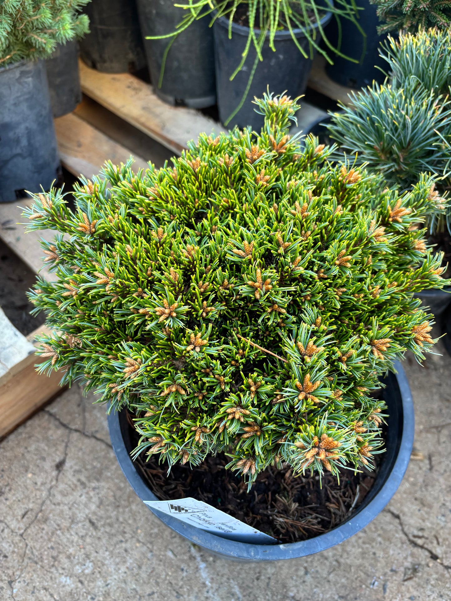Pinus parviflora ‘Chibikko’
