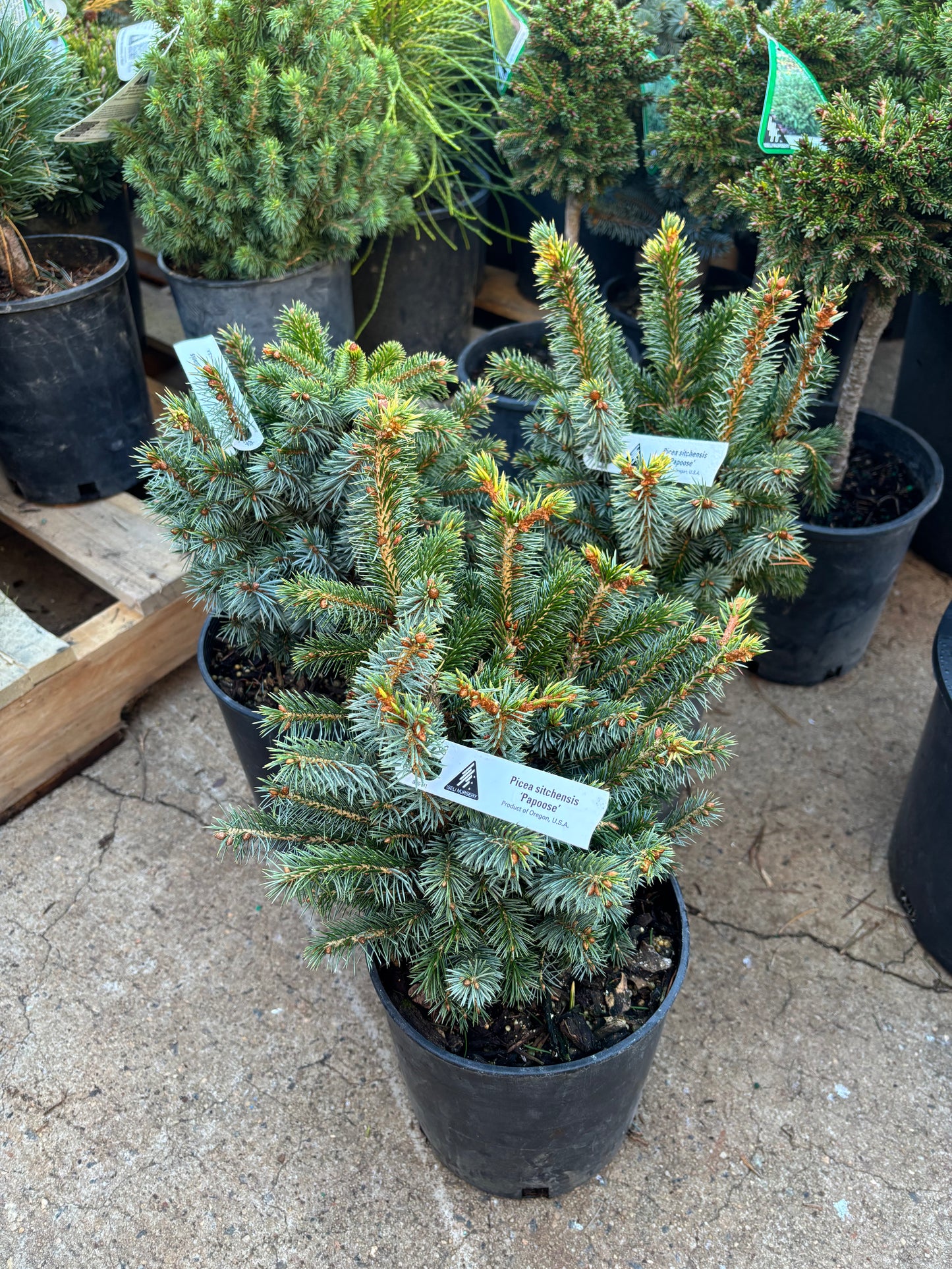 Picea sitchensis ‘Papoose’ Dwarf Sitka Spruce