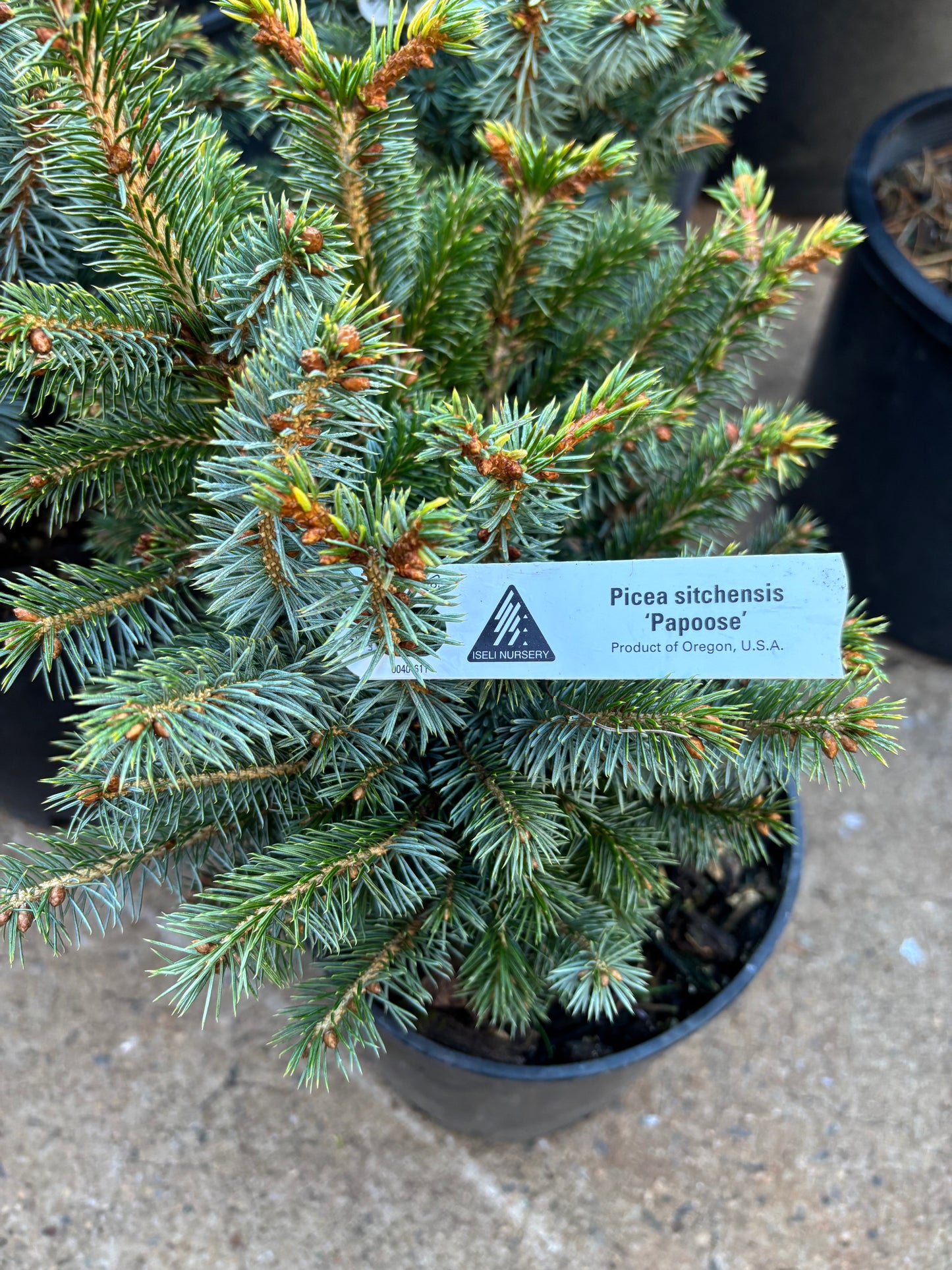 Picea sitchensis ‘Papoose’ Dwarf Sitka Spruce