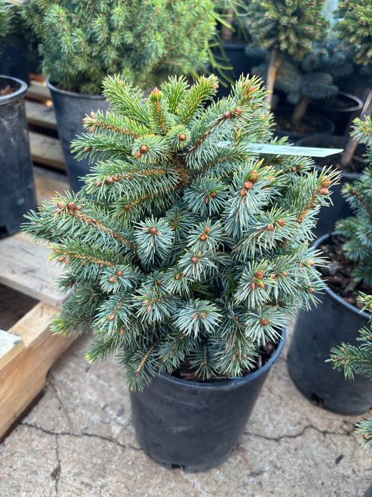 Picea sitchensis ‘Papoose’ Dwarf Sitka Spruce