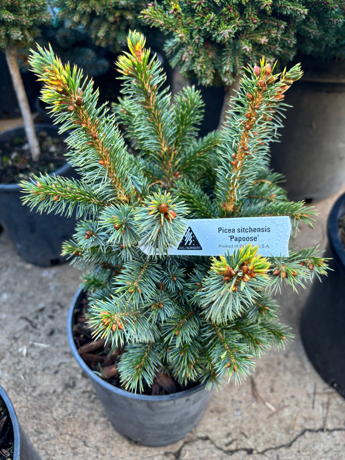 Picea sitchensis ‘Papoose’ Dwarf Sitka Spruce