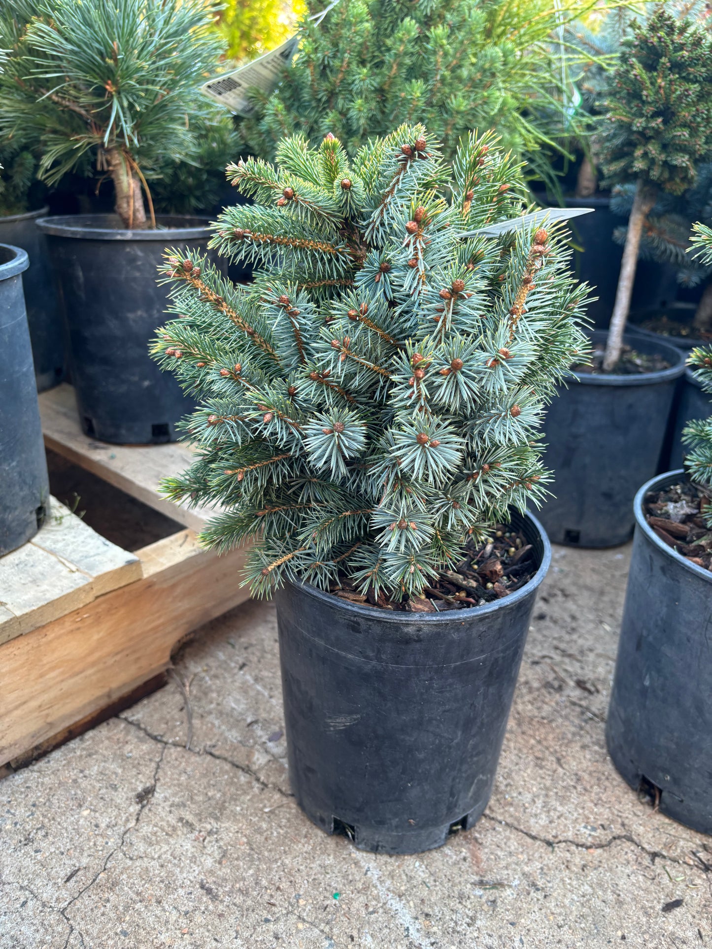 Picea sitchensis ‘Papoose’ Dwarf Sitka Spruce