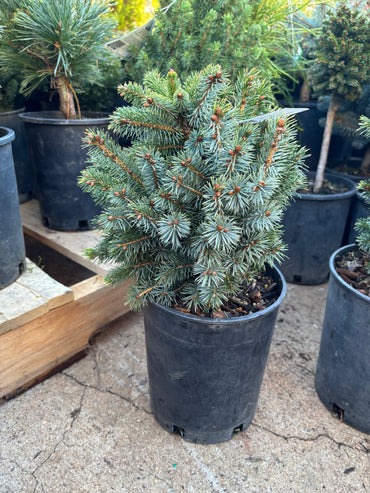 Picea sitchensis ‘Papoose’ Dwarf Sitka Spruce