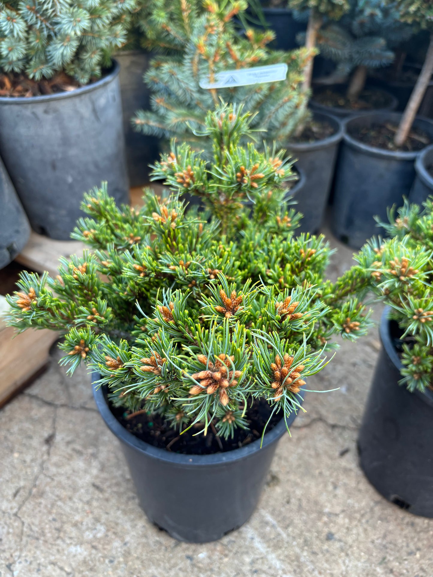 Pinus parviflora ‘Chibikko’