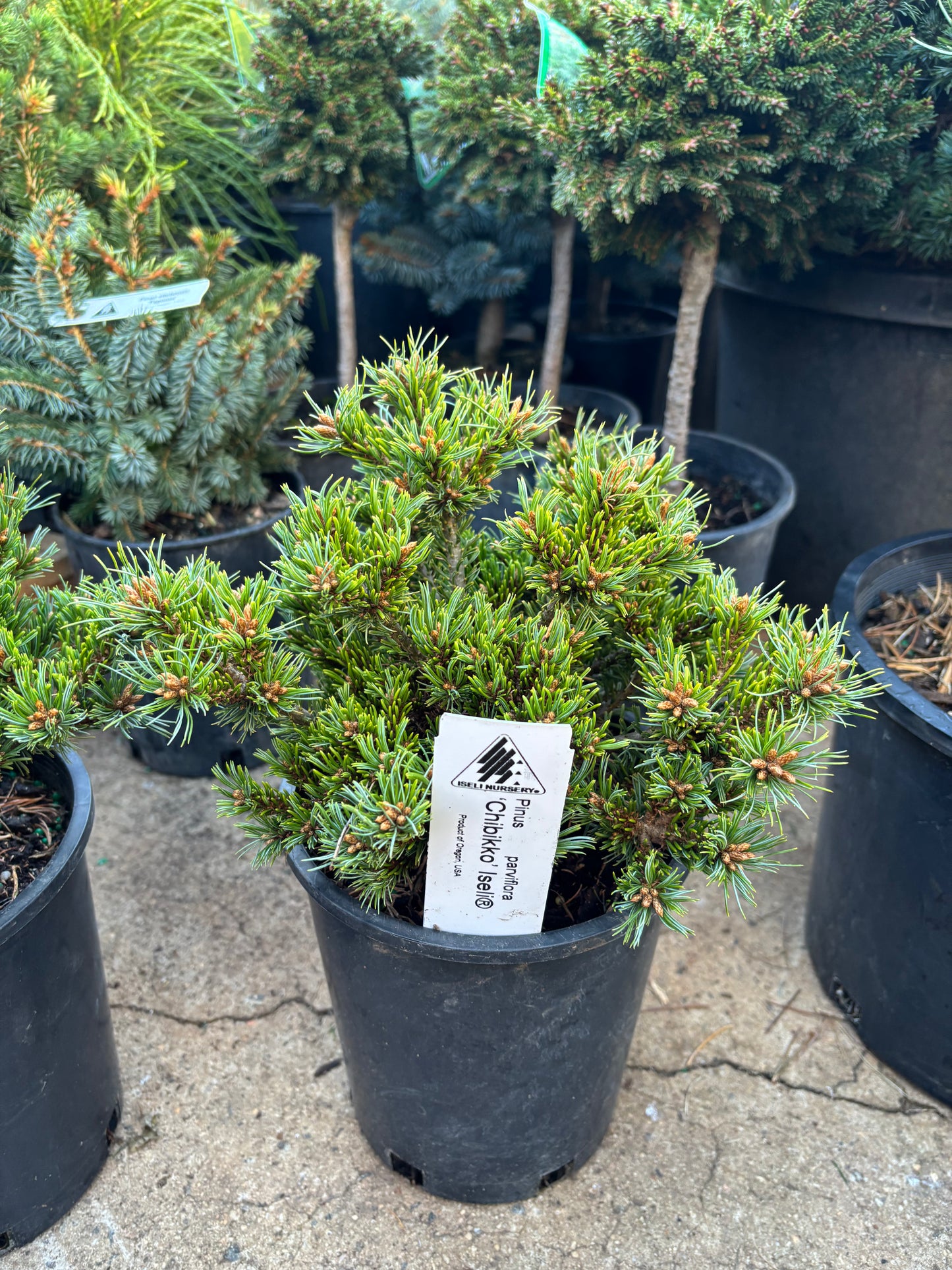 Pinus parviflora ‘Chibikko’