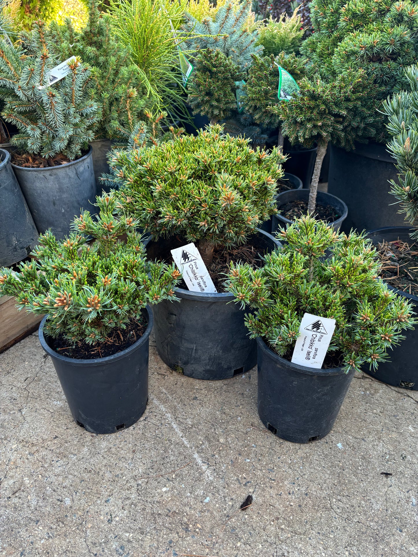 Pinus parviflora ‘Chibikko’