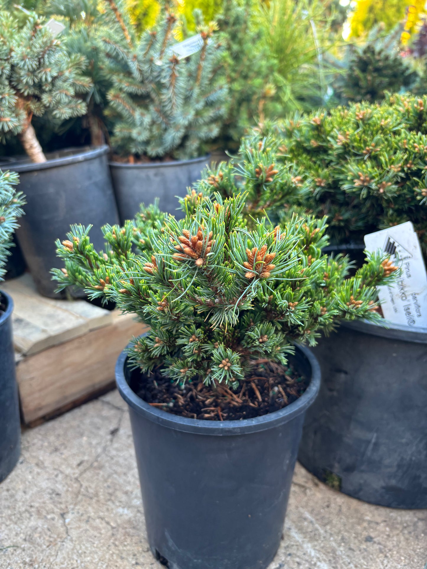 Pinus parviflora ‘Chibikko’