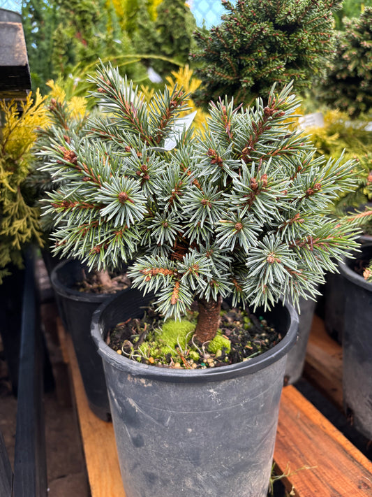 Picea engelmannii ‘Jasper’ Engelmann spruce
