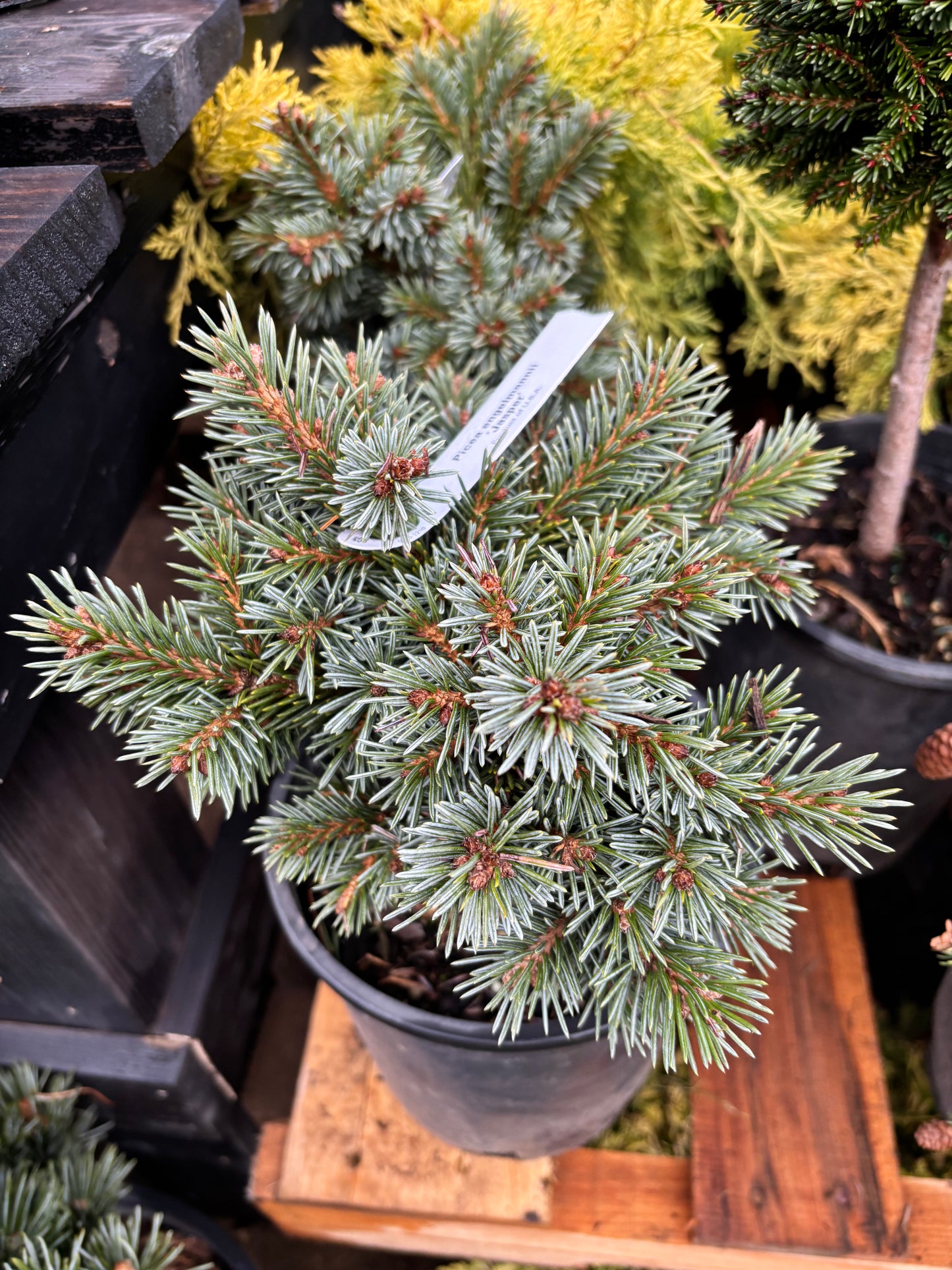 Picea engelmannii ‘Jasper’ Engelmann spruce