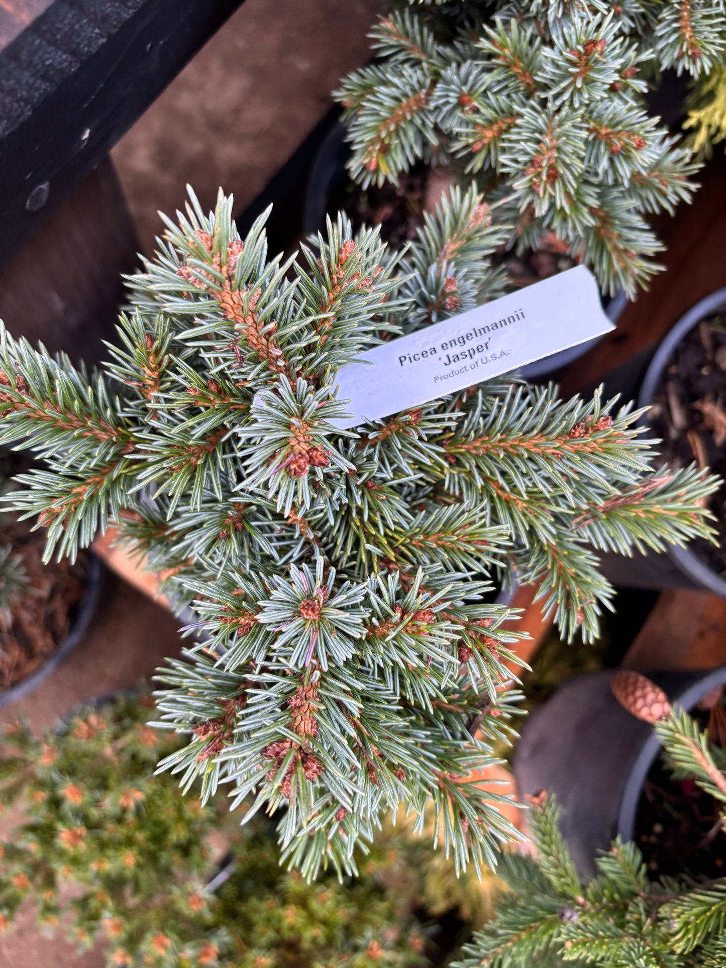 Picea engelmannii ‘Jasper’ Engelmann spruce