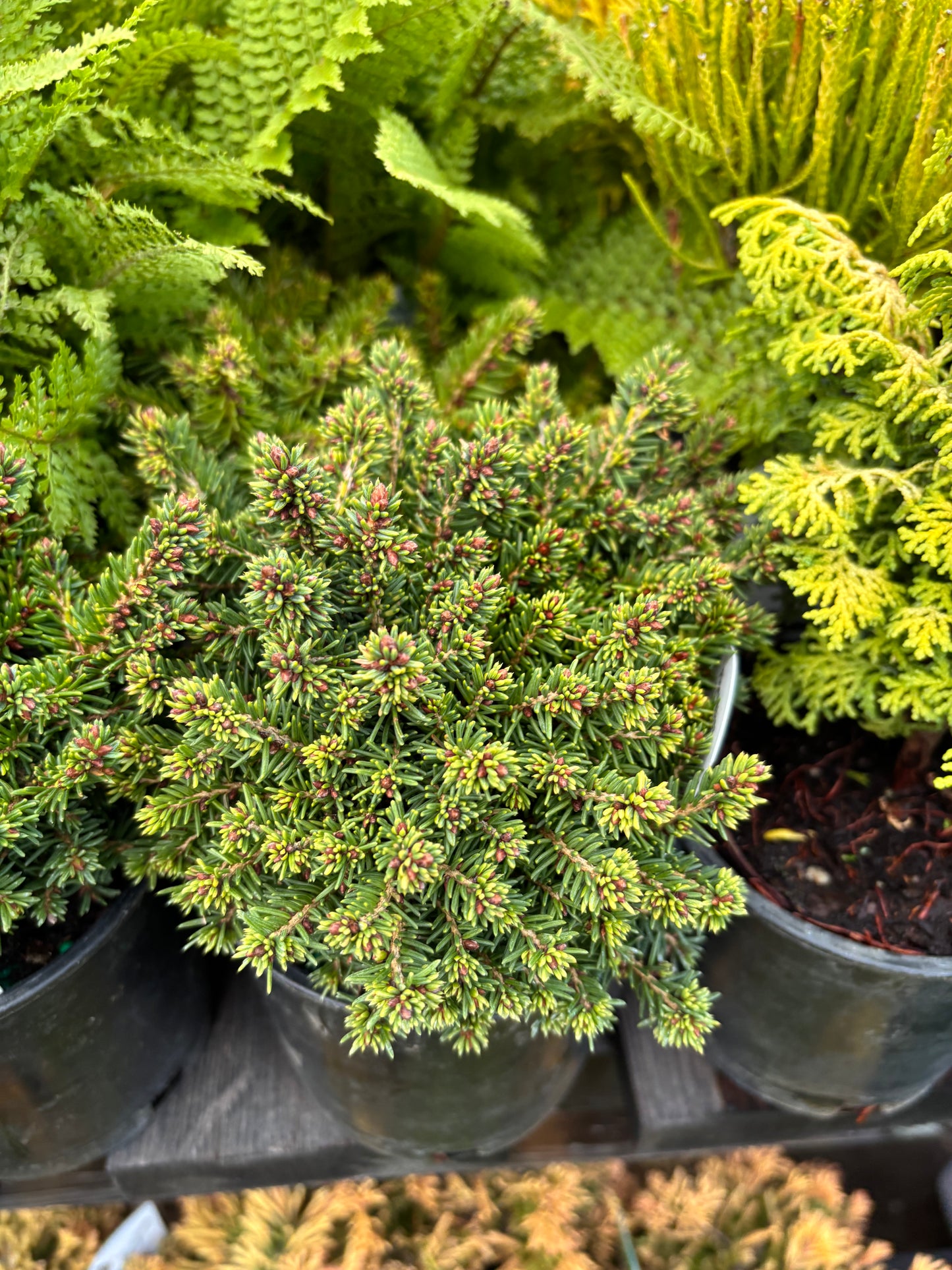 Picea Abies ‘Little Gem’ Norway Spruce