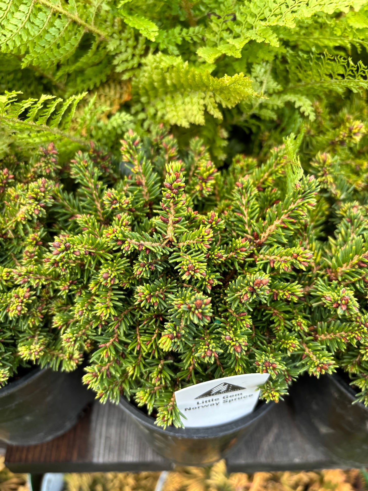 Picea Abies ‘Little Gem’ Norway Spruce