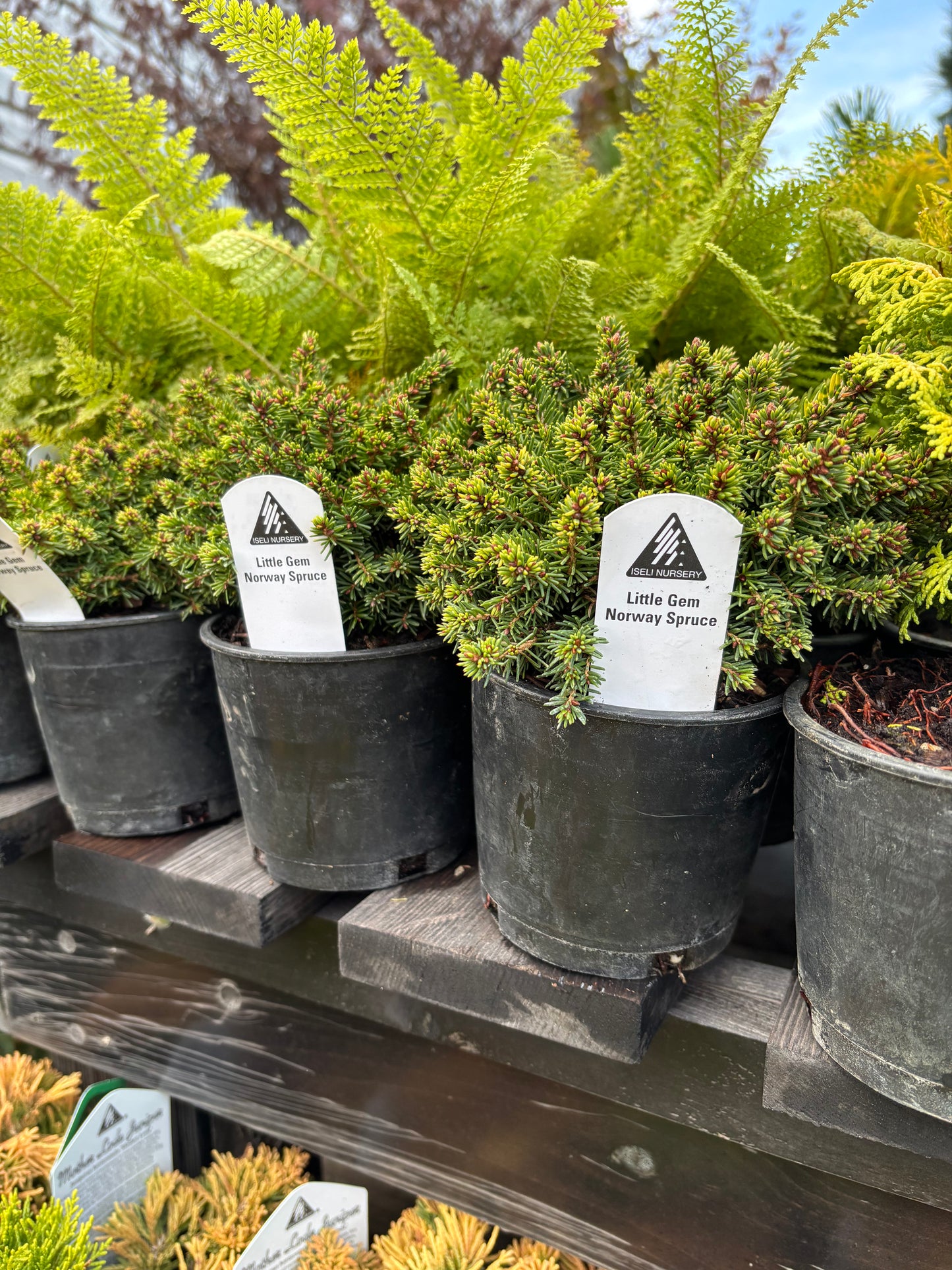 Picea Abies ‘Little Gem’ Norway Spruce