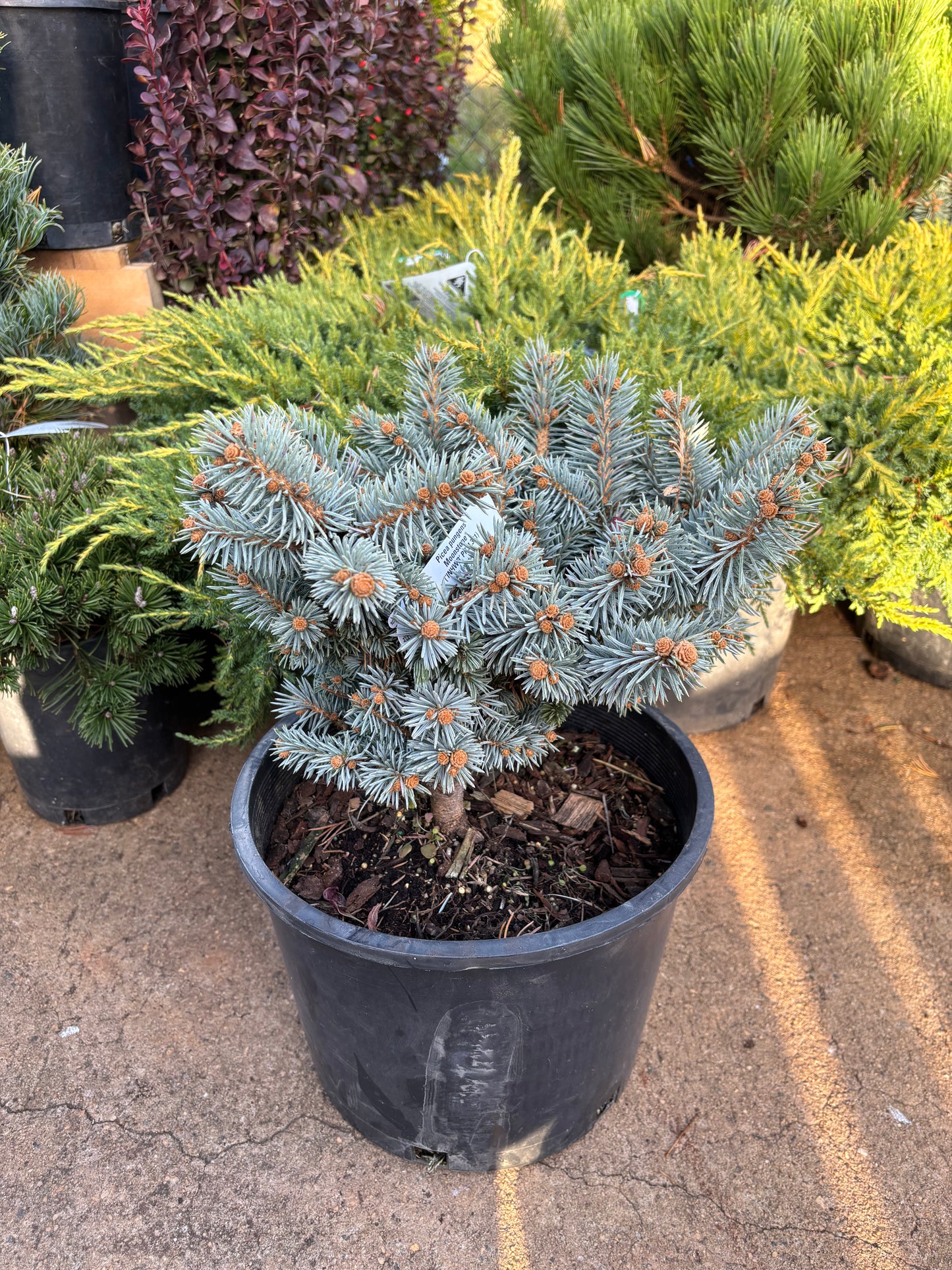 Picea pungens ‘Moonstone’ Dwarf Colorado Blue Spruce