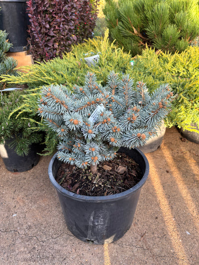 Picea pungens ‘Moonstone’ Dwarf Colorado Blue Spruce